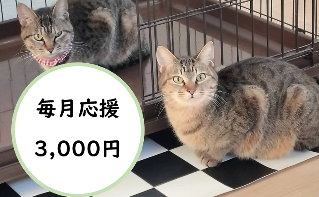 毎月応援！3,000円