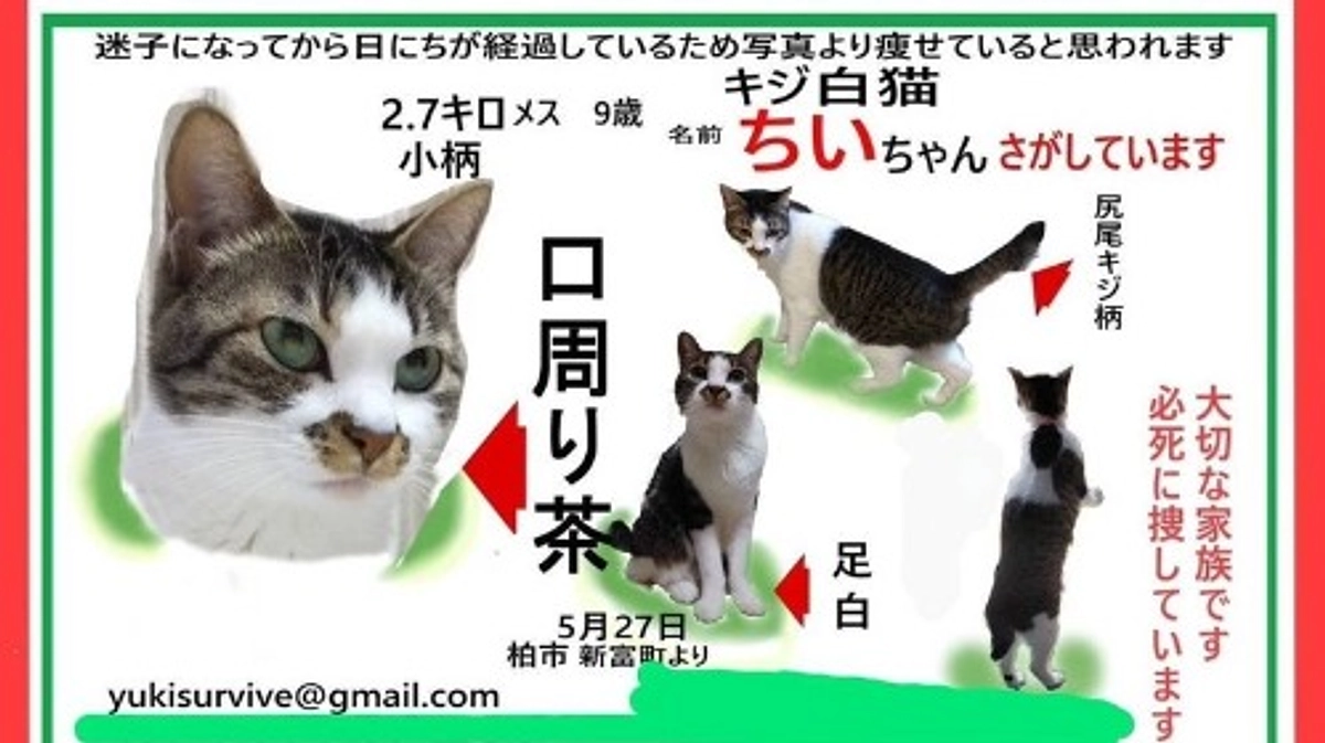 【第二関門まであと689,000円です】迷子のちいちゃんと、チラシ掲載のご報告。