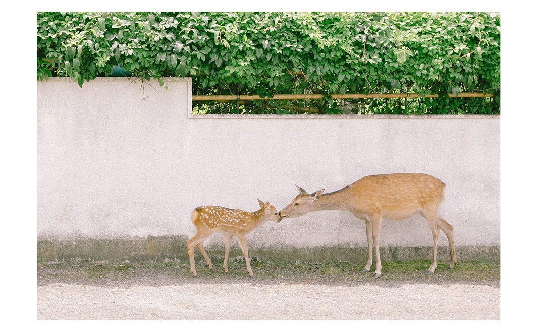 オリジナルポストカード２枚