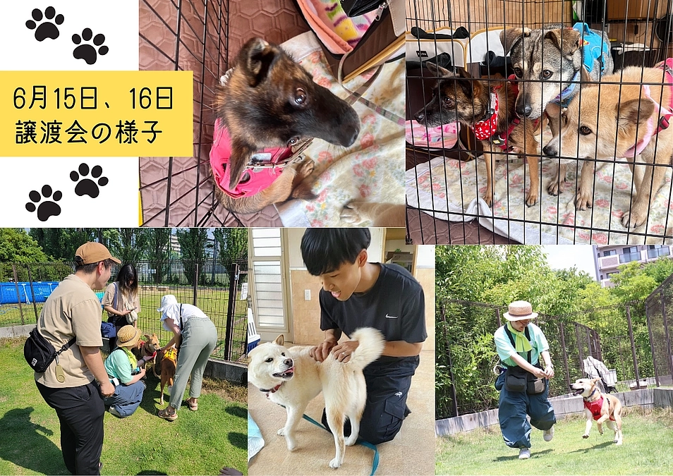 【23日までに90万円の到達を目指して！】ご支援のお礼と6月15日、16日保護犬譲渡会の様子