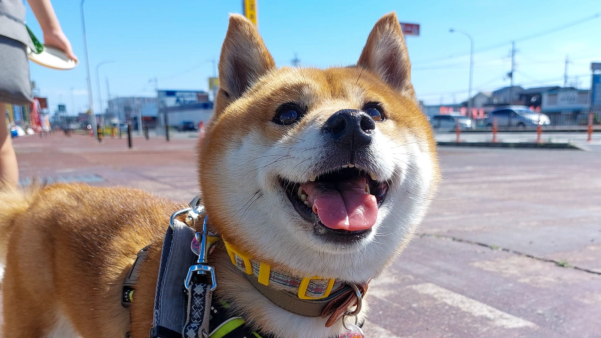 間柴さんの中身は・・犬疑惑？！