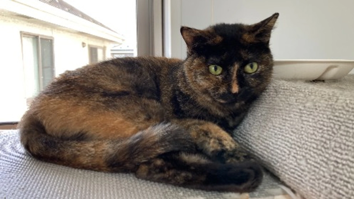 今日のシェルターの様子