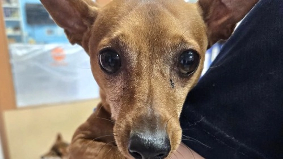 【高齢化社会の真実】高齢者と暮らしていた犬が誰からも見捨てられてしまう現実と闘っています！