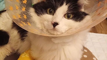 飼い猫の右脚骨折の手術費用の支援にご協力お願いします！