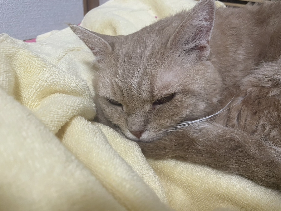 【残り13日】どうかまめおに生きるチャンスを