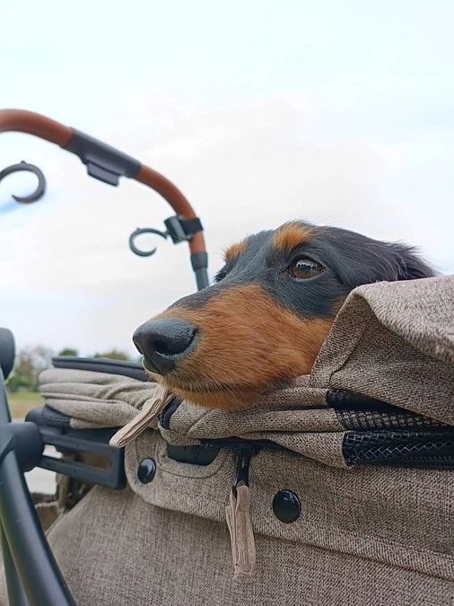 【走りたくても、走れない】