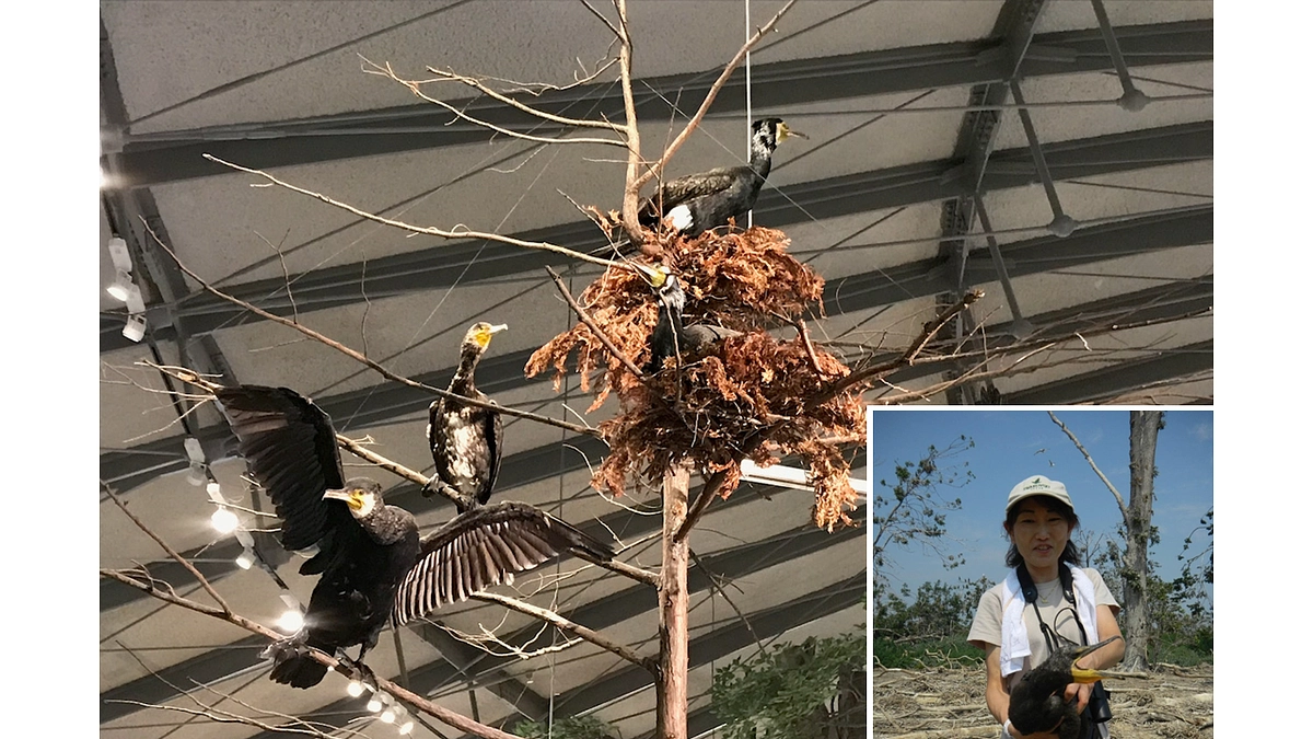 学芸員のお仕事紹介！　動物生態学　亀田佳代子　～カワウを通して森と湖と人との長く多様な関わりを知る～