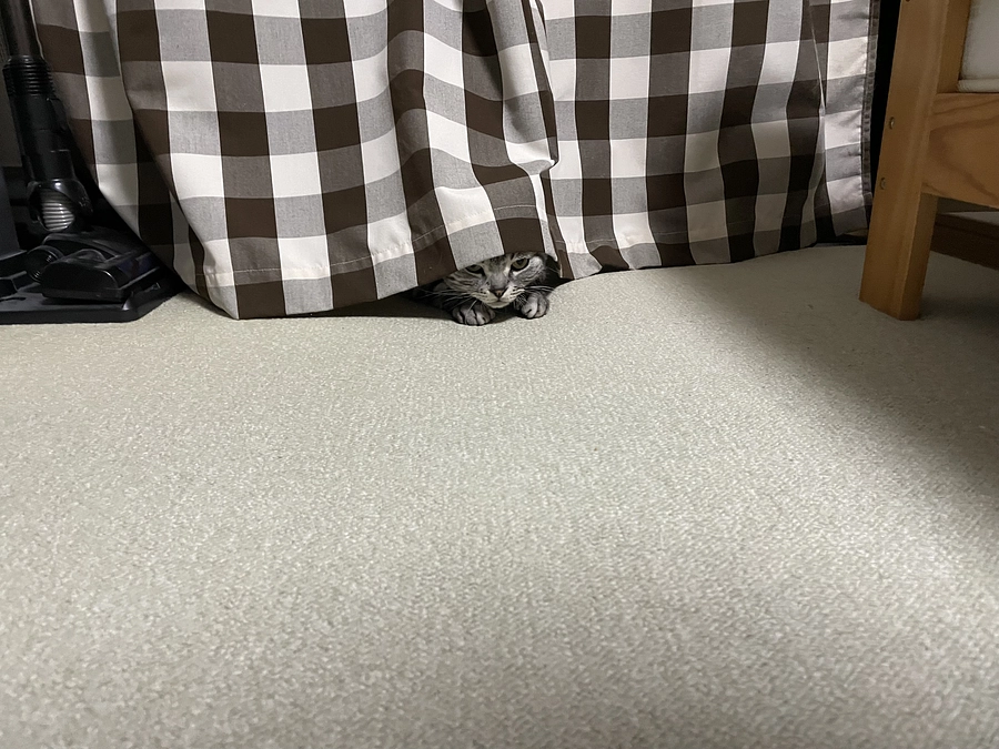 本日の銀時(投薬71日目)