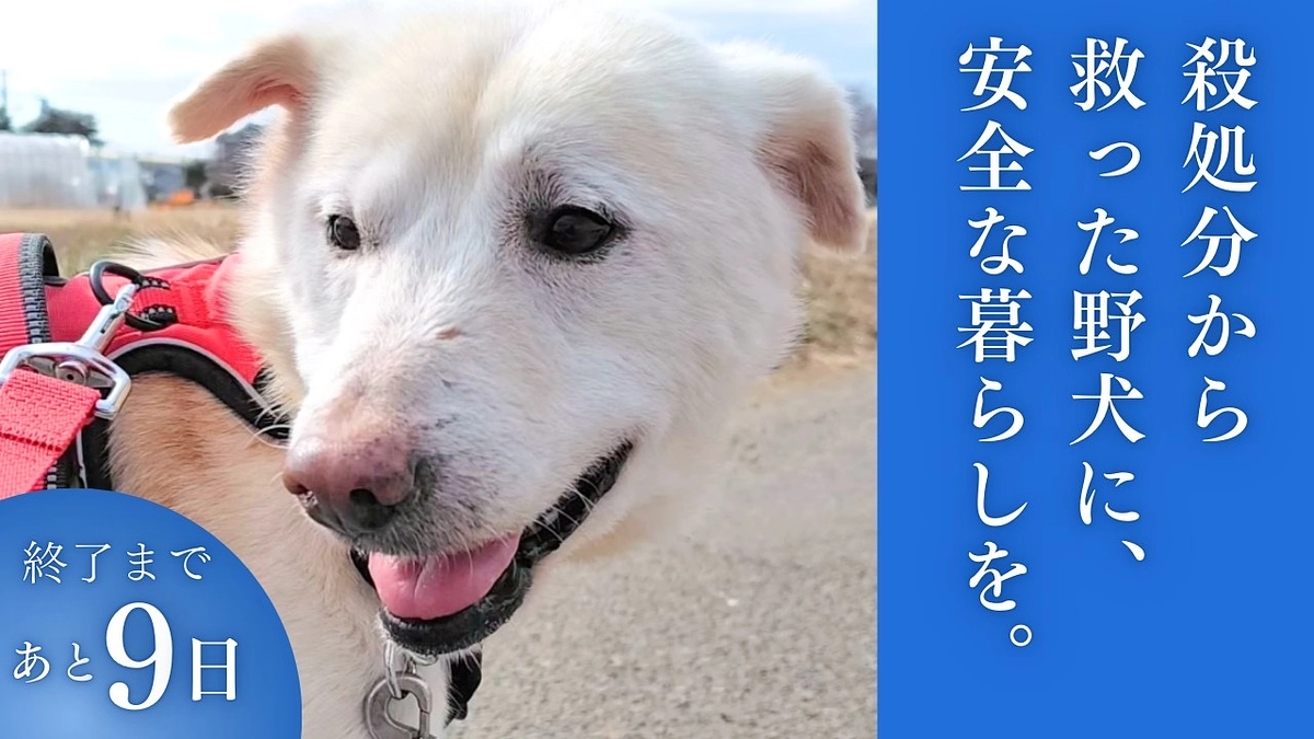 ボランティアの胸のうち　預かりボラのTさん