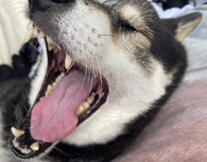 血小板の値は回復