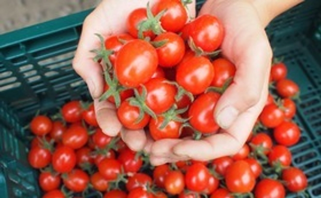 【数量限定！】お手軽セット