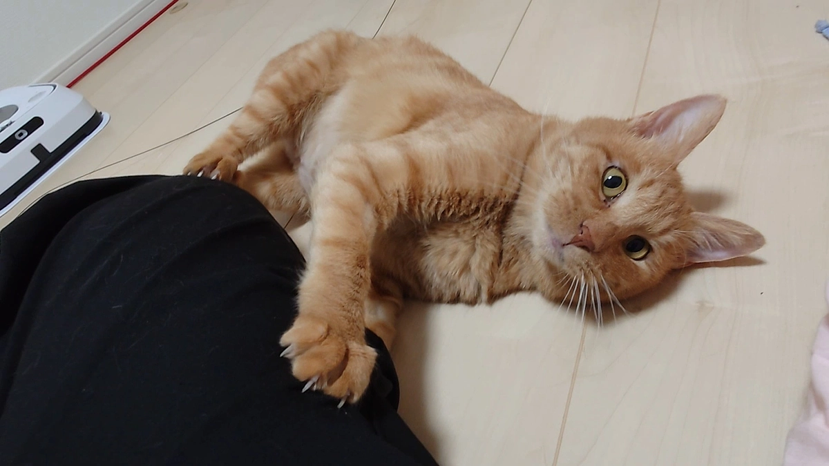 🐈ヨッちゃん術後の経過観察に行く～検査頑張った編～🐈