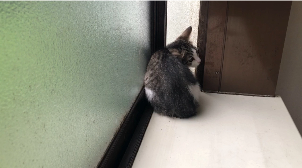 子猫洗いました　2