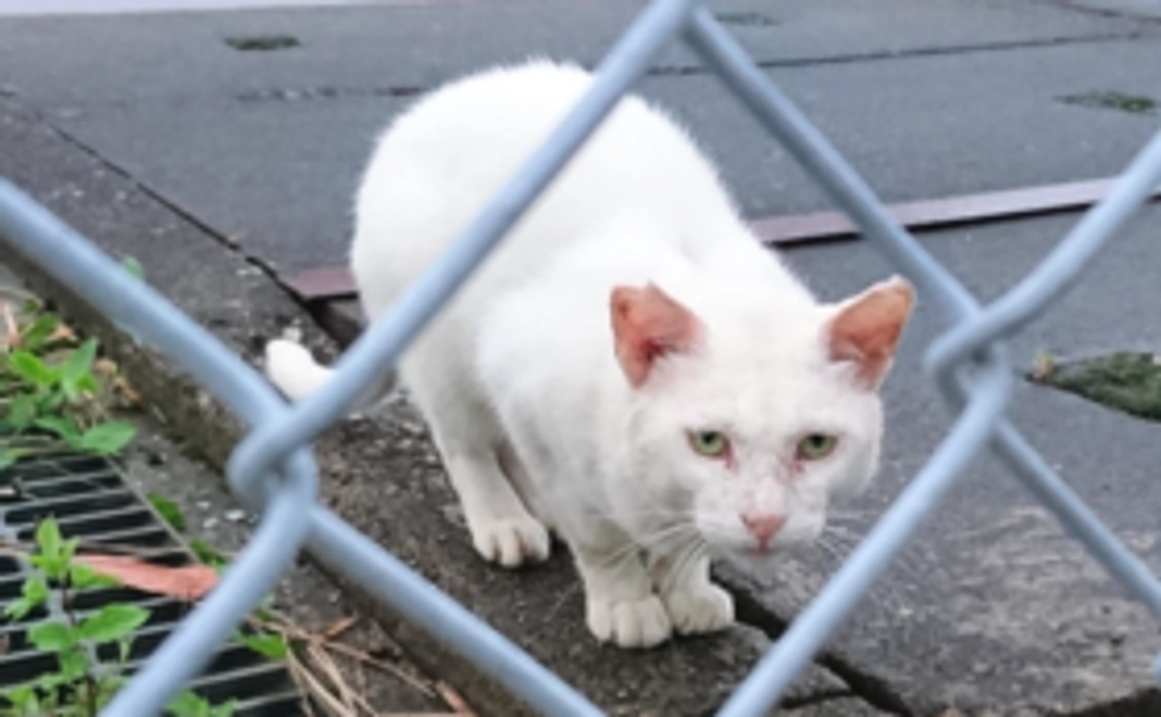 交通事故の危険や虐待のある あの地には戻せません