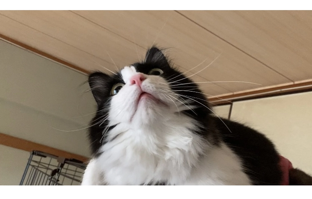 可愛いいただき物