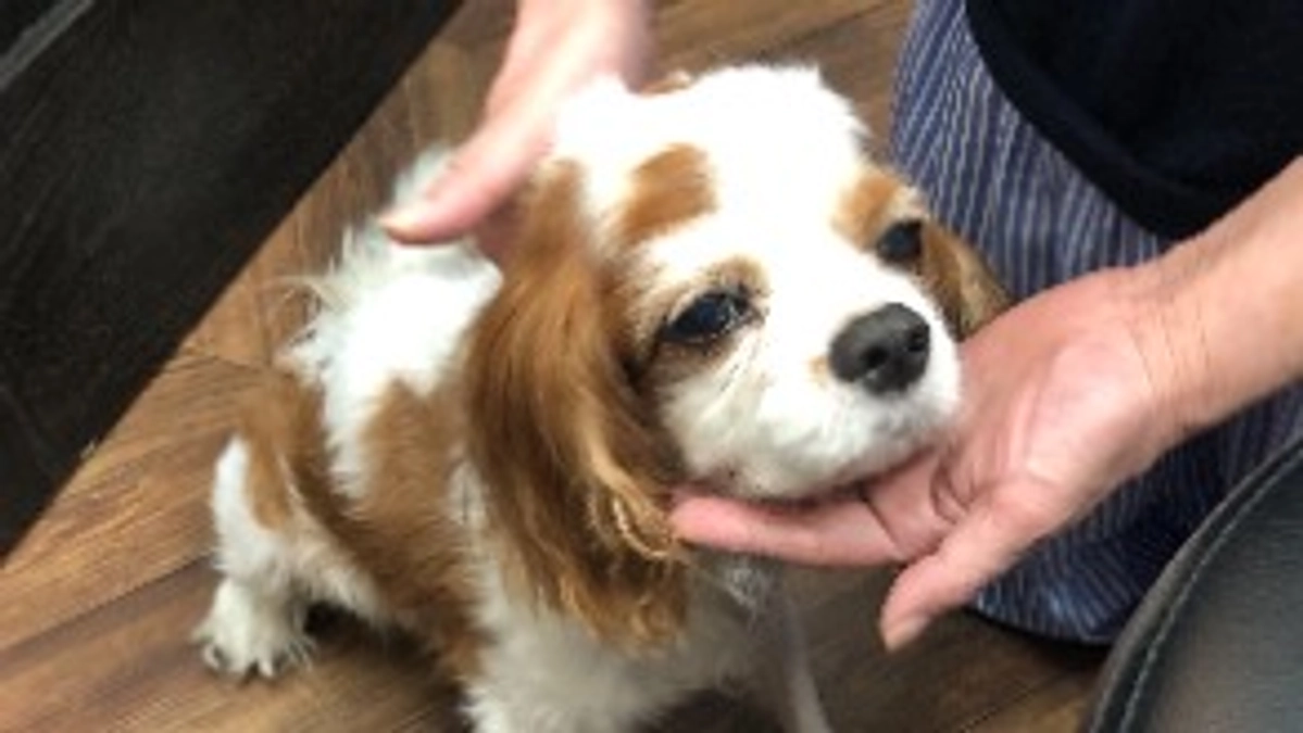 術後5日目の様子