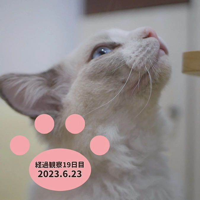 経過観察19日目(2023.6.23)