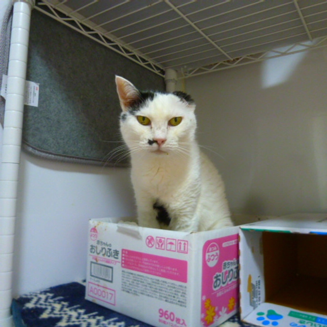 在籍猫紹介【もはちゃん】