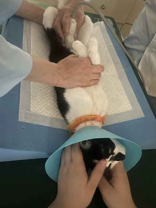 【病院】オレオちゃんがソースのような排泄物を出しているので病院です