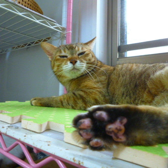 在籍猫紹介【三沢金子ちゃん】