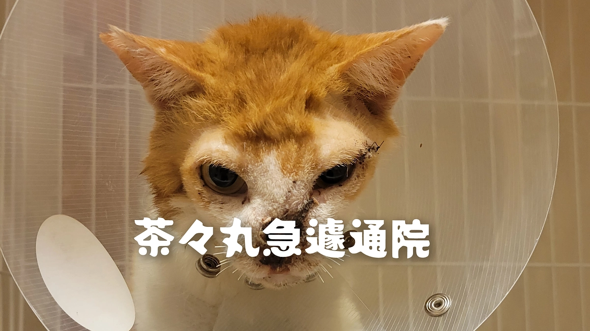 茶々丸急遽通院