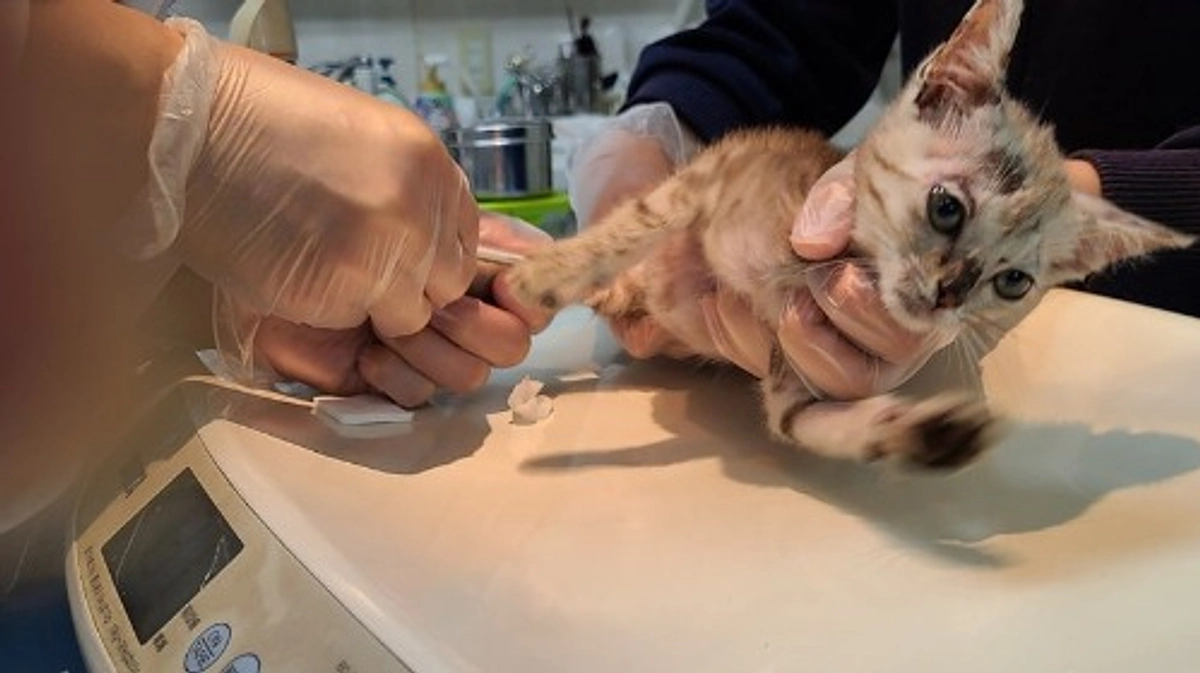 【ラスト32時間となりました🕒 】酷い皮膚病の状態で遺棄されていた8頭を緊急保護しました②