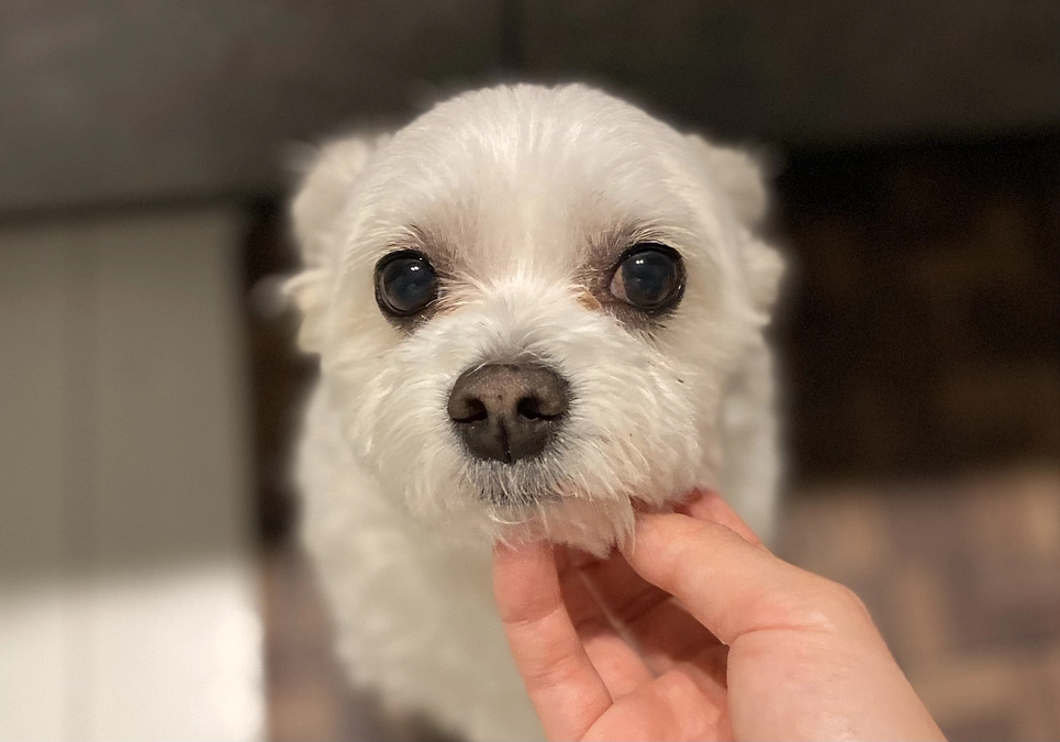 最近のそるとと進捗率について