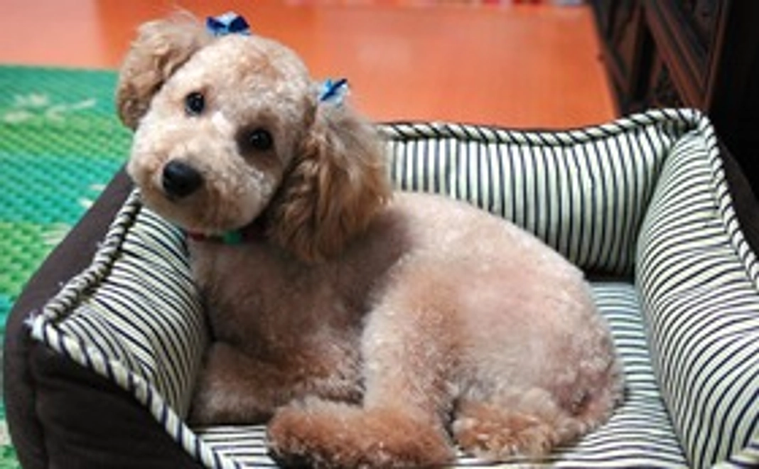 光を取り戻し、室内で元気に遊ぶ愛犬の写真を感謝のメールに添えてお送りします