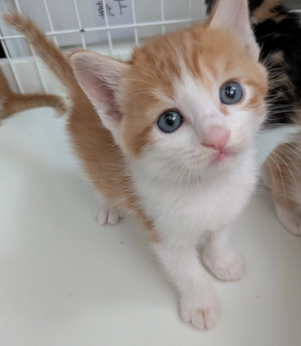 リターン送付開始いたしました。