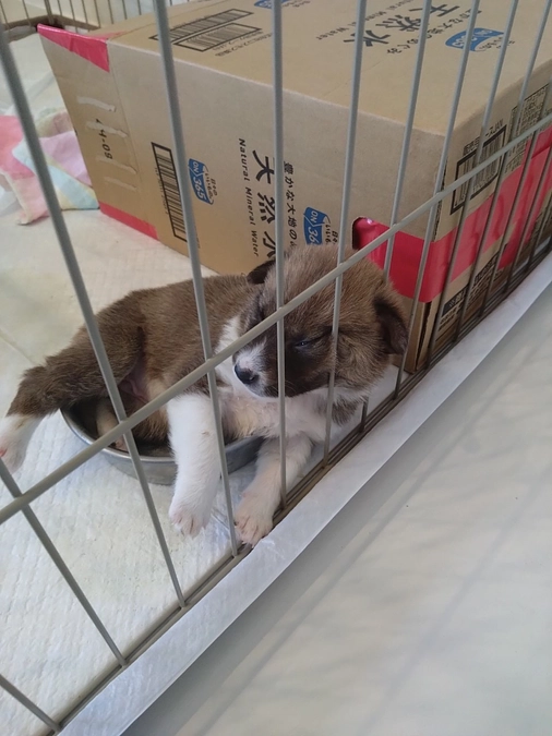 野犬の仔犬が来たぞ‼