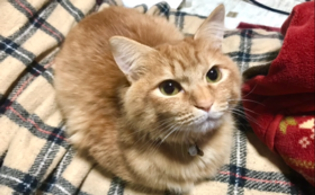 シノちゃんの写真と感謝のメール