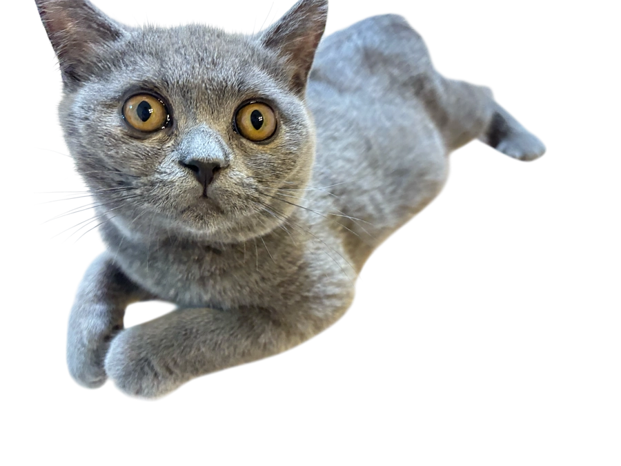 投薬治療を始めて65日目