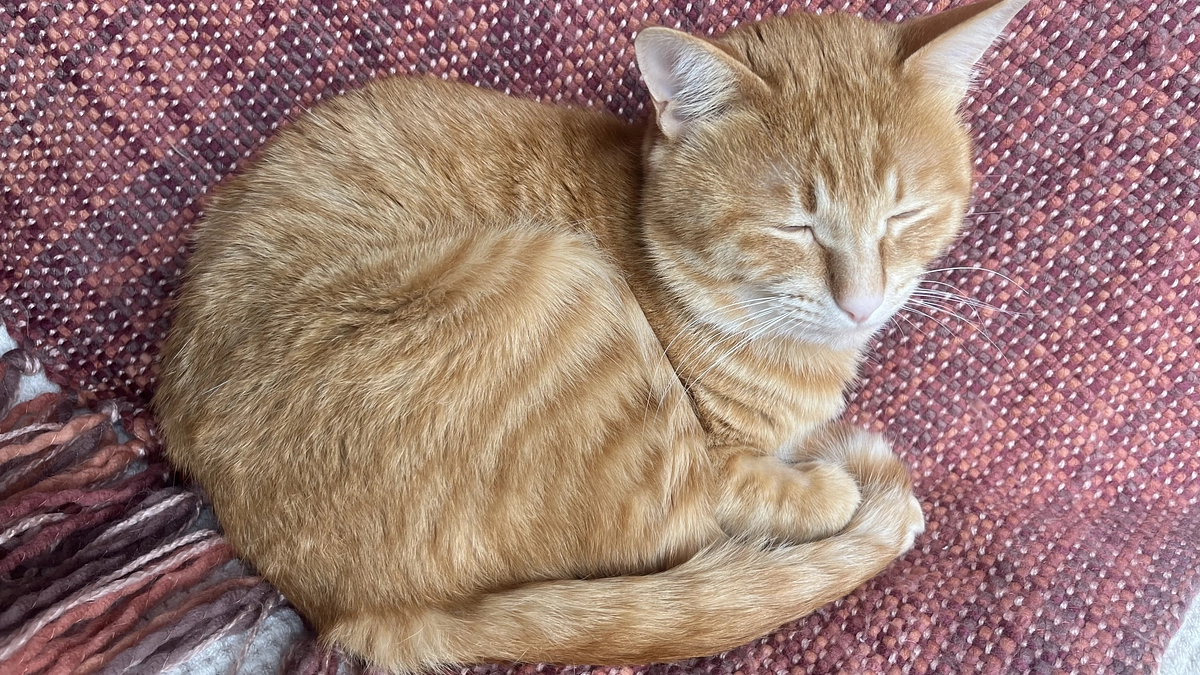 猫の炎症性腸疾患（IBD）について❸