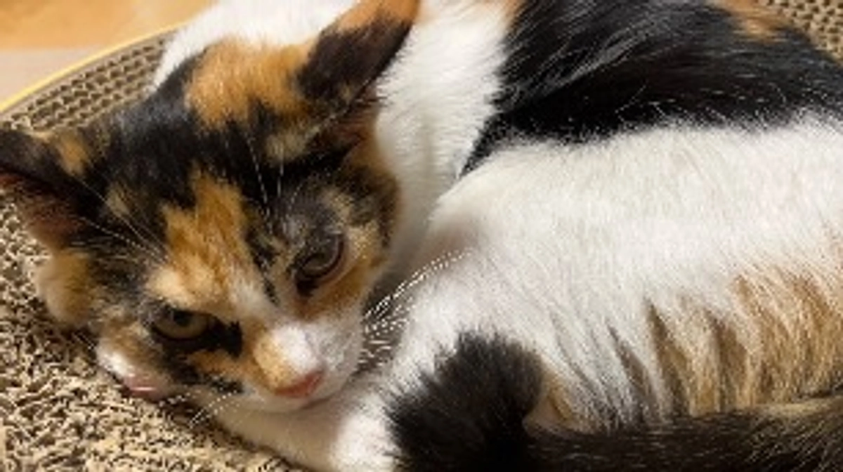 プロジェクト公開初日です！