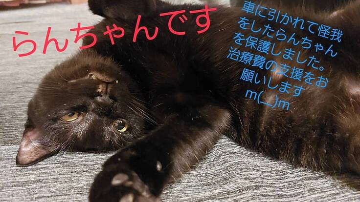 交通事故にあった保護猫の治療費·入院費のお力添えをお願い致します