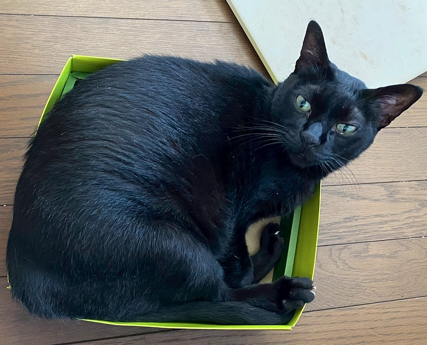 【4日目】非日常を経験して気づいた、ペットの存在の「重み」