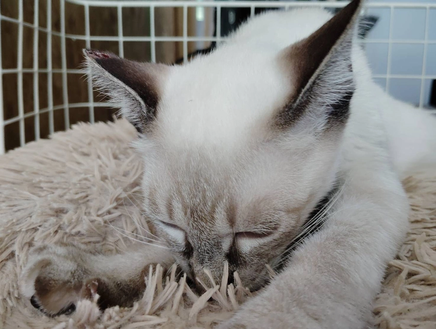 超甘えん坊ハイド君