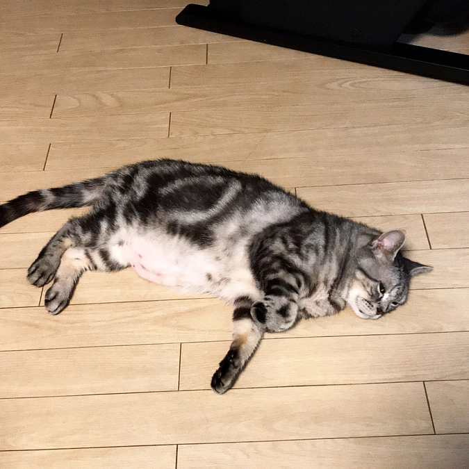 mocoFIP猫伝染性腹膜炎クラファン再チャレンジ中!!あと７日です。お力かしてください