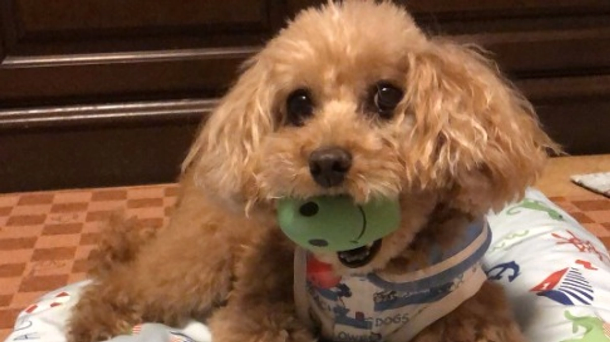 【残り12時間】シニアドッグ・サポーター第1号の保護犬、高齢の里親に譲渡し丸５年が経った今…