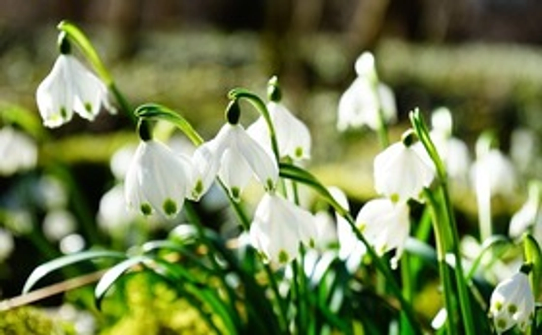 3000円ご寄付いただいた皆様にサンクスメールをお送りいたします