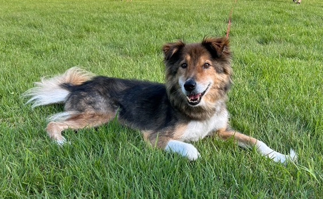 気軽に応援コース