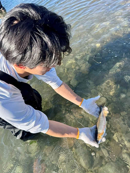 ラボ学生らとあゆ産卵場整備のお手伝いに出動しました。