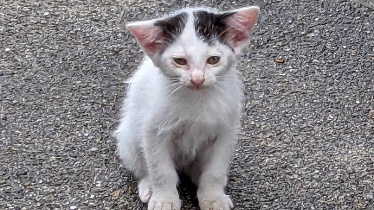 帰る場所のない猫達。安心して過ごせる居場所に。