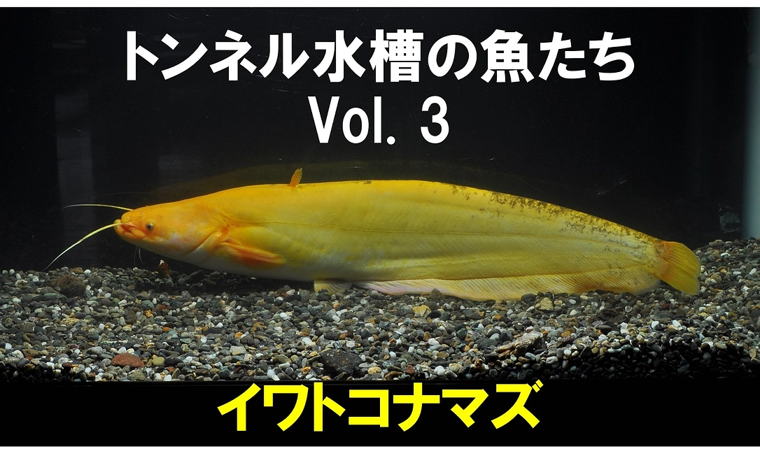 🐟イワトコナマズ～トンネル水槽の魚たち③～🐟