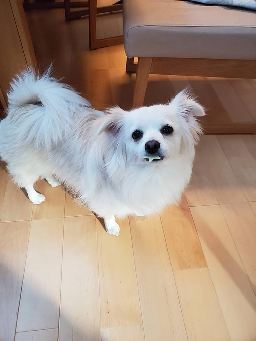 【残り10日】明日から入院です🏥