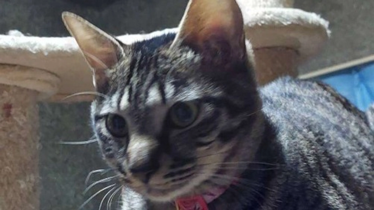 楓日記(10月26日)経過観察34日目🍀