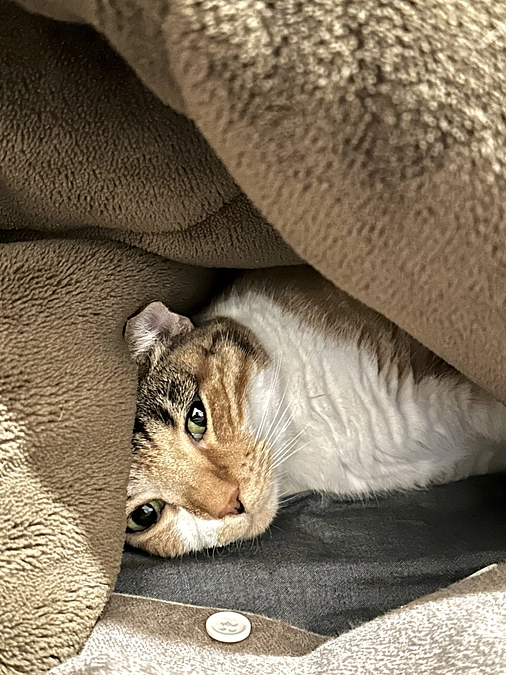 プロジェクト開始致しました！