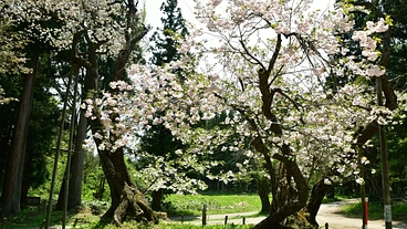 千年続く大鹿桜を次の世代に残したい！そのための第一歩にご支援を のトップ画像
