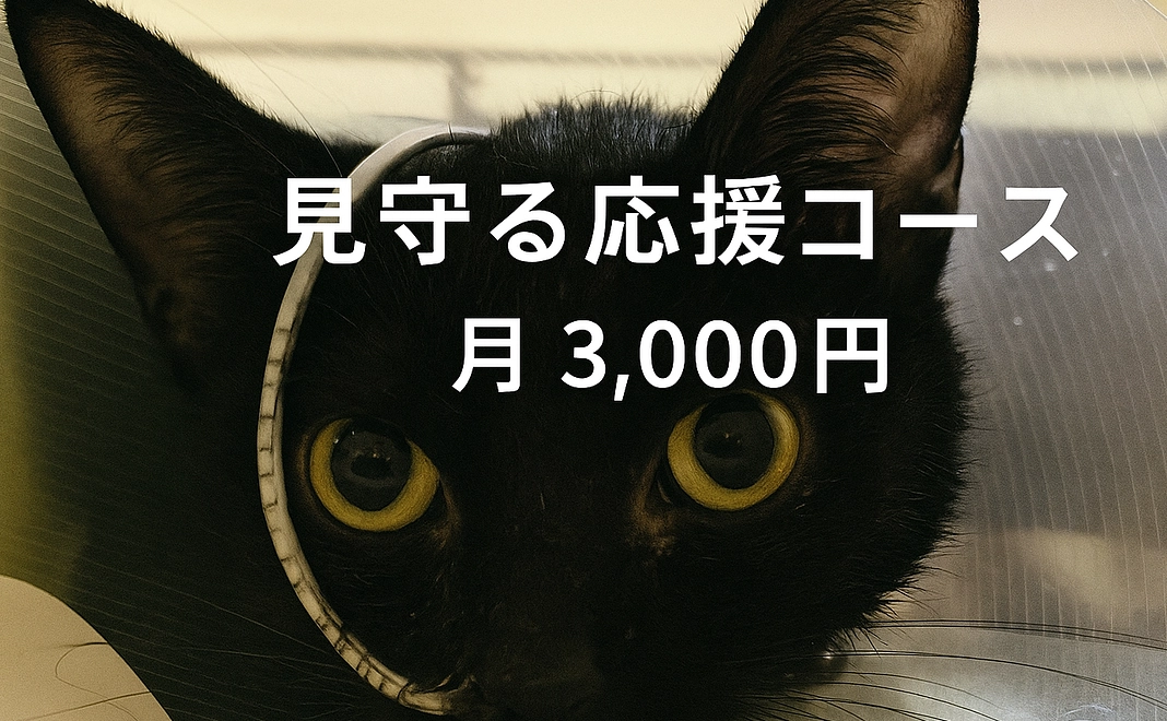 見守る応援コース3000円