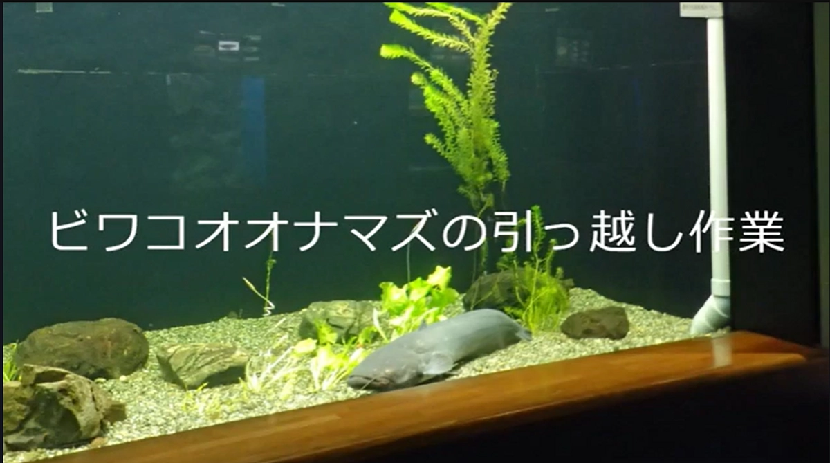 【ビワコオオナマズの引越し】